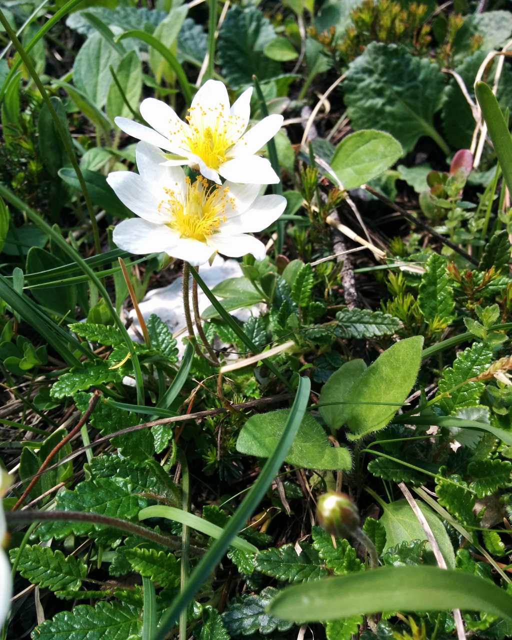 Dryas octopetala